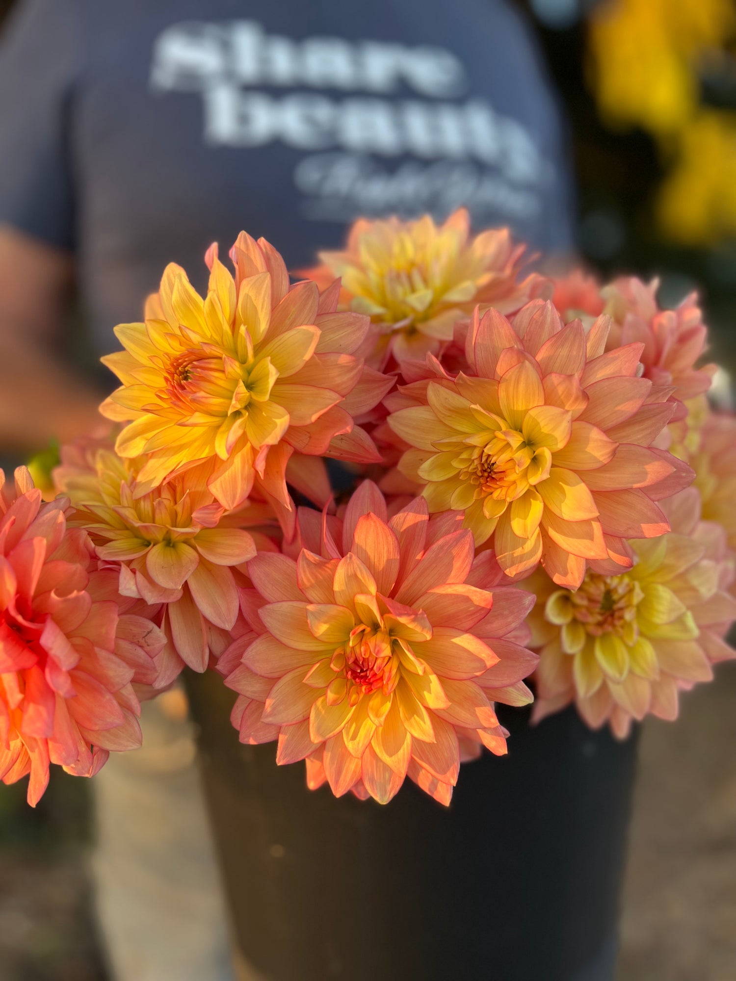 Bloomquist Vigor Dahlia Tubers from Triple Wren Farms