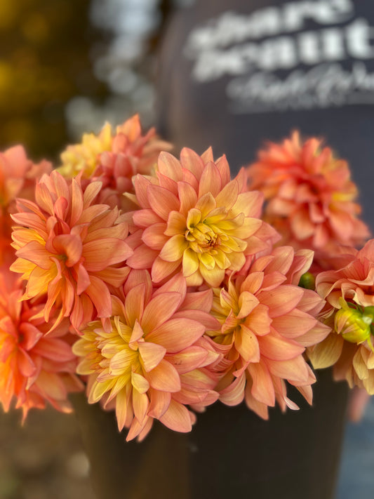 Yellow and Peach and Coral Bloomquist Vigor Dahlia Tubers from Triple Wren Farms