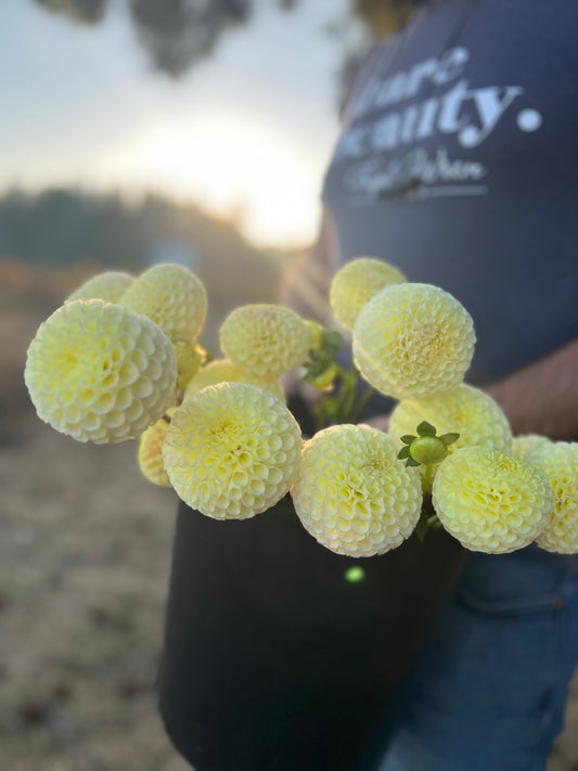 Yellow and Pale Yellow and Light yellow and Cream Irish Moon Dahlia Tuber from Triple Wren Farms