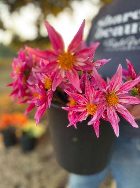 Pink and Fuchsia and Hot pink and pale pink dahlia tubers Bloomquist Exotic from Triple Wren Farms