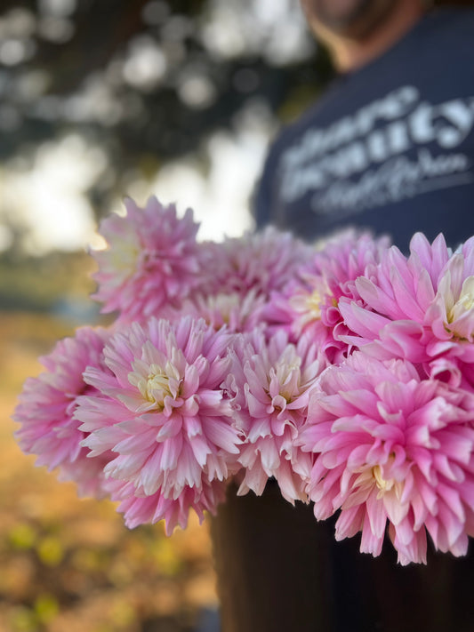 Pink and Blush and White and Light Pink Chilson's Pride Dahlia Tuber from Triple Wren Farms