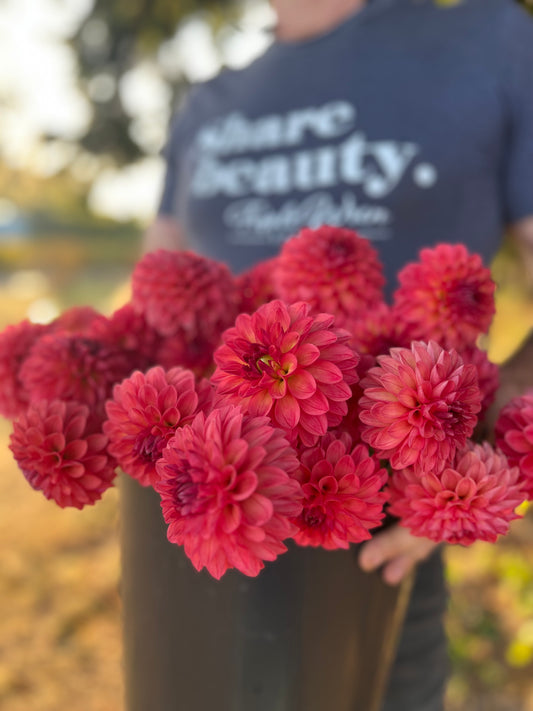 Chimacum Nadjae Dahlia Tuber from Triple Wren Farms