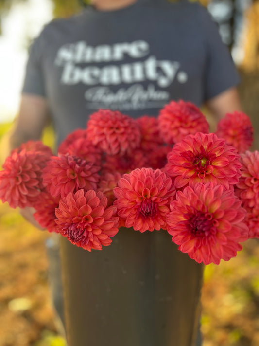 Red and Orange and light yellow and Coral Chimacum Nadjae Dahlia Tuber from Triple Wren Farms