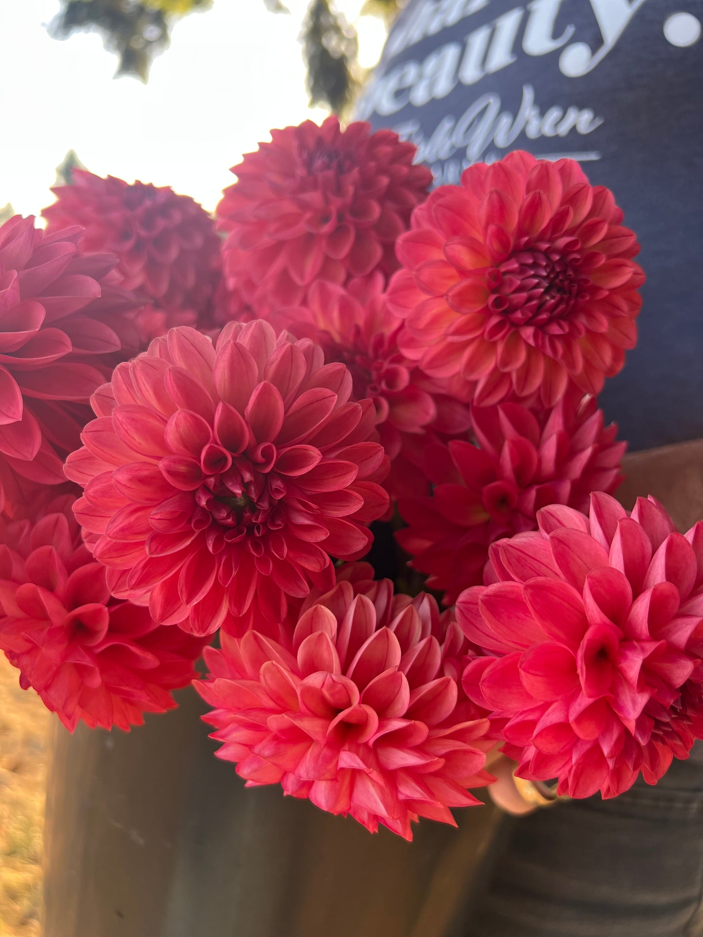 buy Chimacum Nadjae Dahlia Tuber from Triple Wren Farms for your home garden