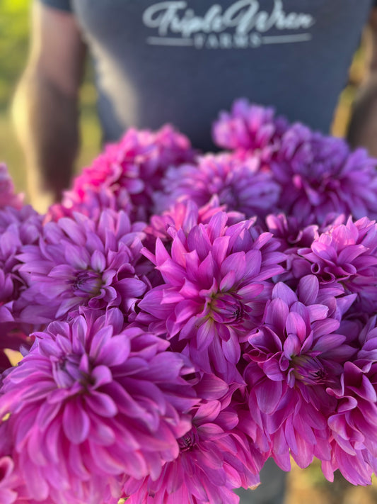 Bluetiful dahlia tuber from Triple Wren Farms