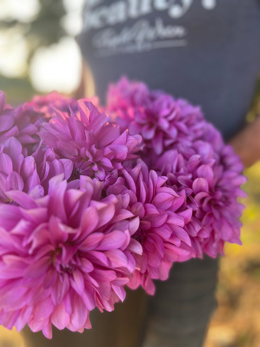 Purple and Magenta and Lavender Bluetiful Dahlia Tubers from Triple Wren Farms