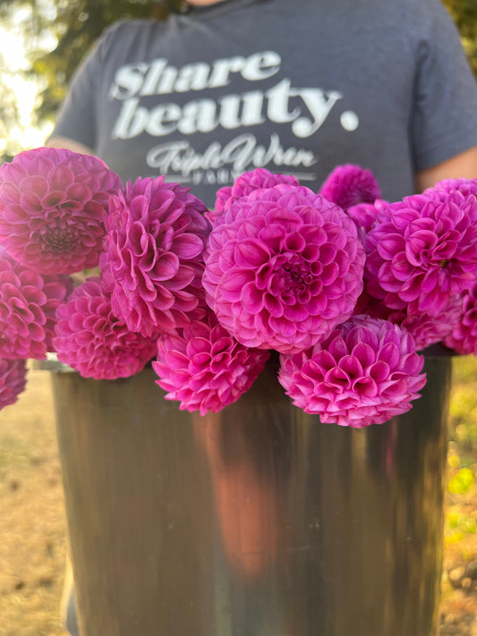 Pink and Magenta Mary Munns Dahlia Tubers from Triple Wren Farms