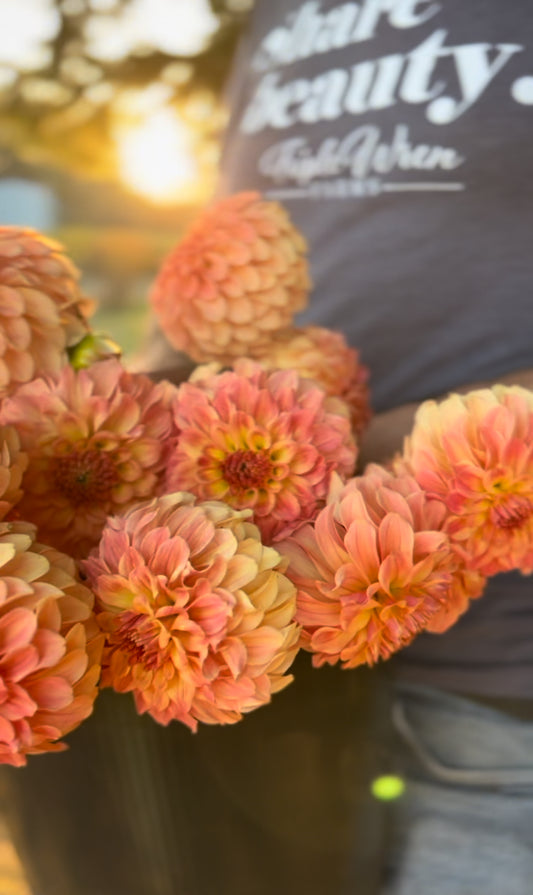 Peach and Golden and Honey and Bronze and Orange dahlia tubers Bloomquist Constant from Triple Wren Farms