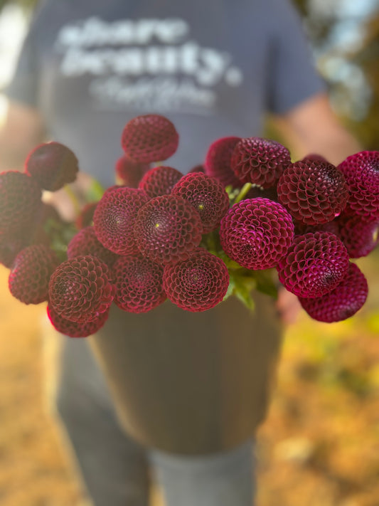 Moor Place Dahlia Tubers from Triple Wren Farms