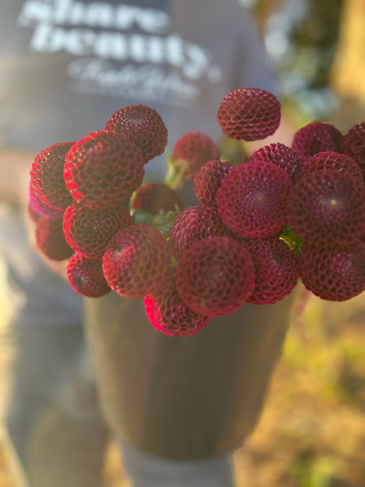 Red and Dark Red and Crimson Moor Place Dahlia Tubers from Triple Wren Farms