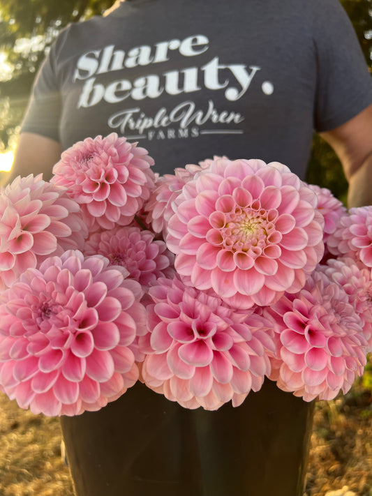 Pink and Blush and Light Pink Wizard of Oz Dahlia Tubers from Triple Wren Farms