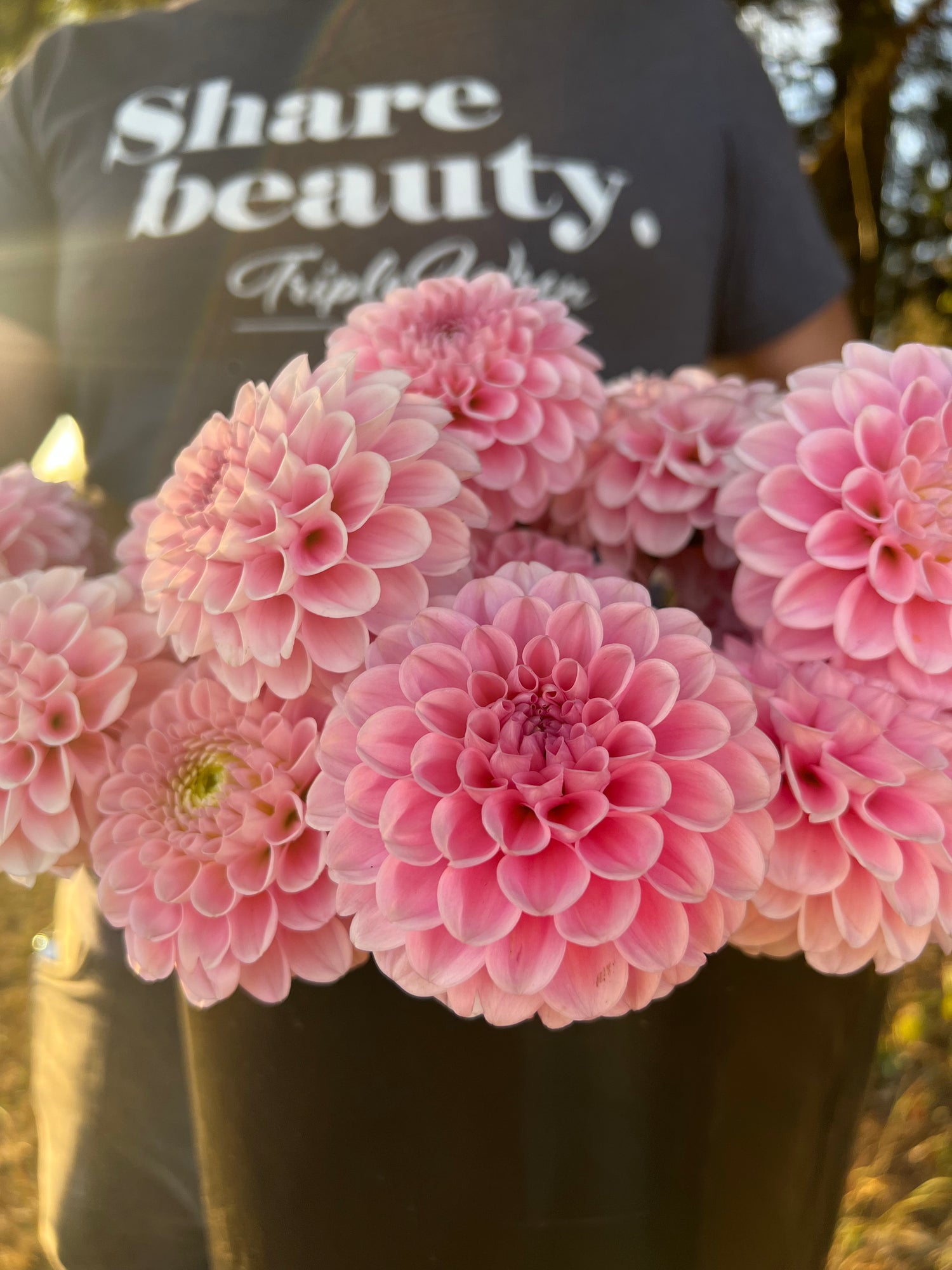 buy Wizard of Oz Dahlia Tubers from Triple Wren Farms for your home garden