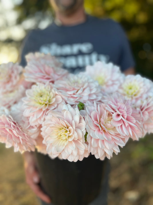 Silver Years Dahlia Tuber
