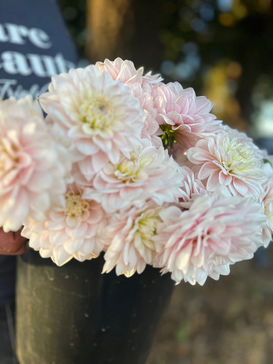 Silver Years Dahlia Tuber