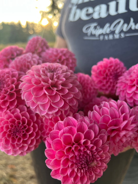 Pink and fuchsia Rebecca Lynn Dahlia Tubers from Triple Wren Farms