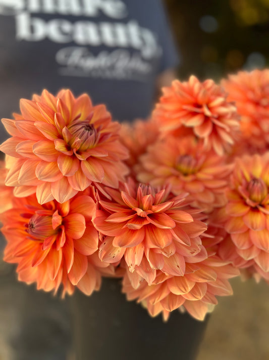 Orange and Peach and Light Yellow and Pumpkin Nicholas Dahlia Tubers from Triple Wren Farms