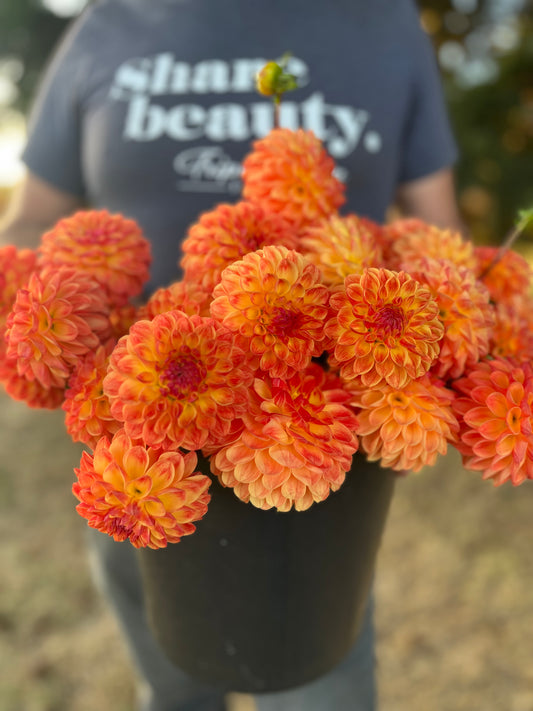 Orange and Yellow and Golden Jowey Chantal Dahlia Tuber from Triple Wren Farms