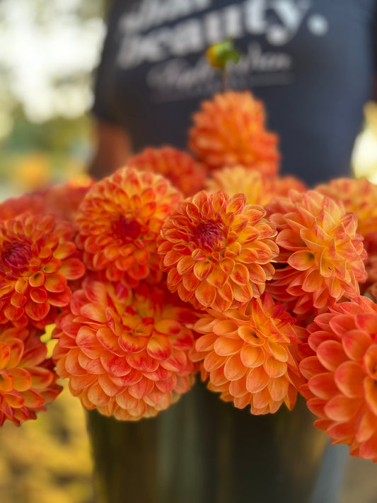 buy Jowey Chantal Dahlia Tuber from Triple Wren Farms for your home garden