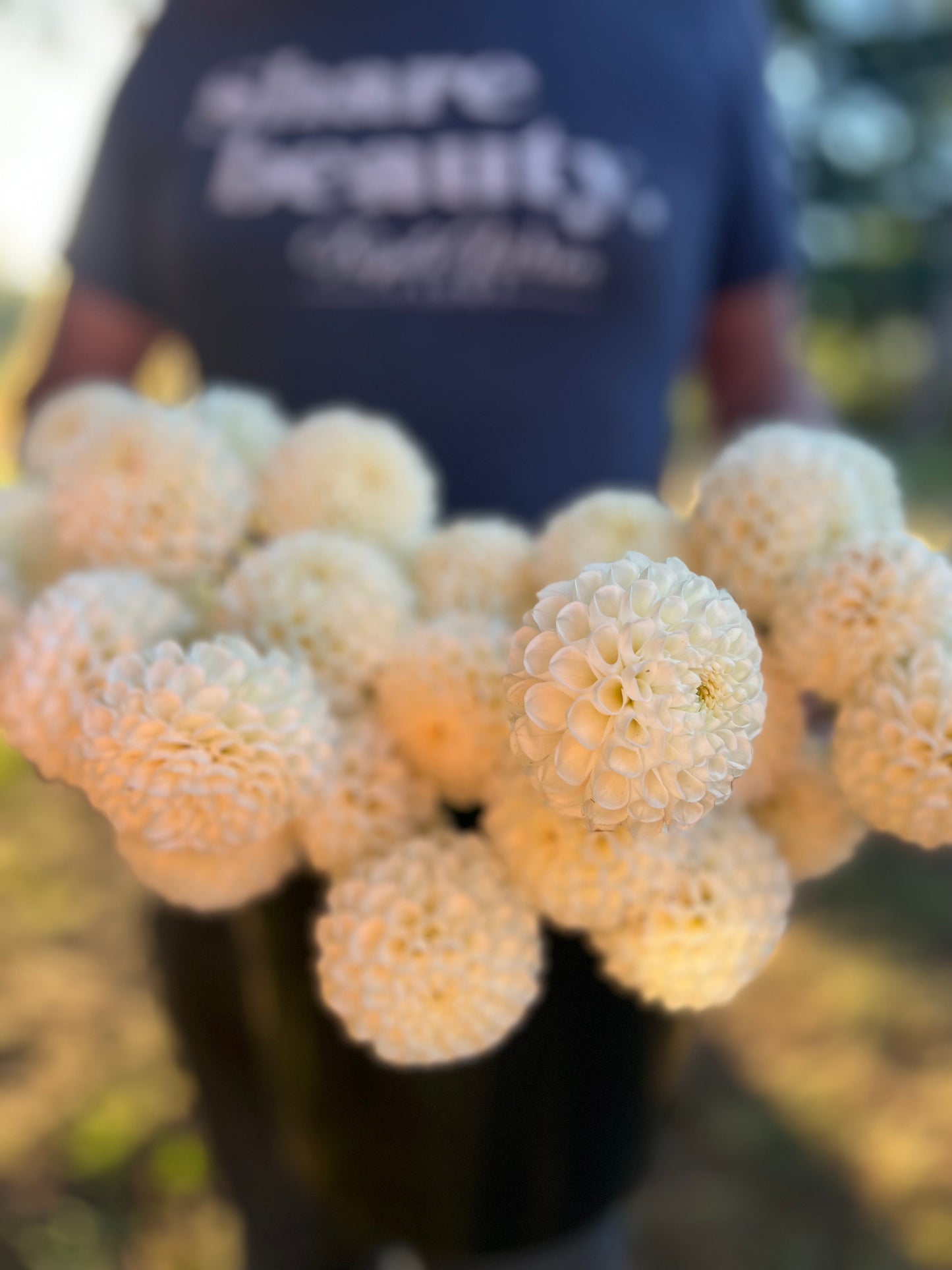 l'Ancresse Dahlia Tuber