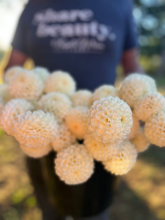 White and Cream Ancresse Dahlia Tubers from Triple Wren Farms