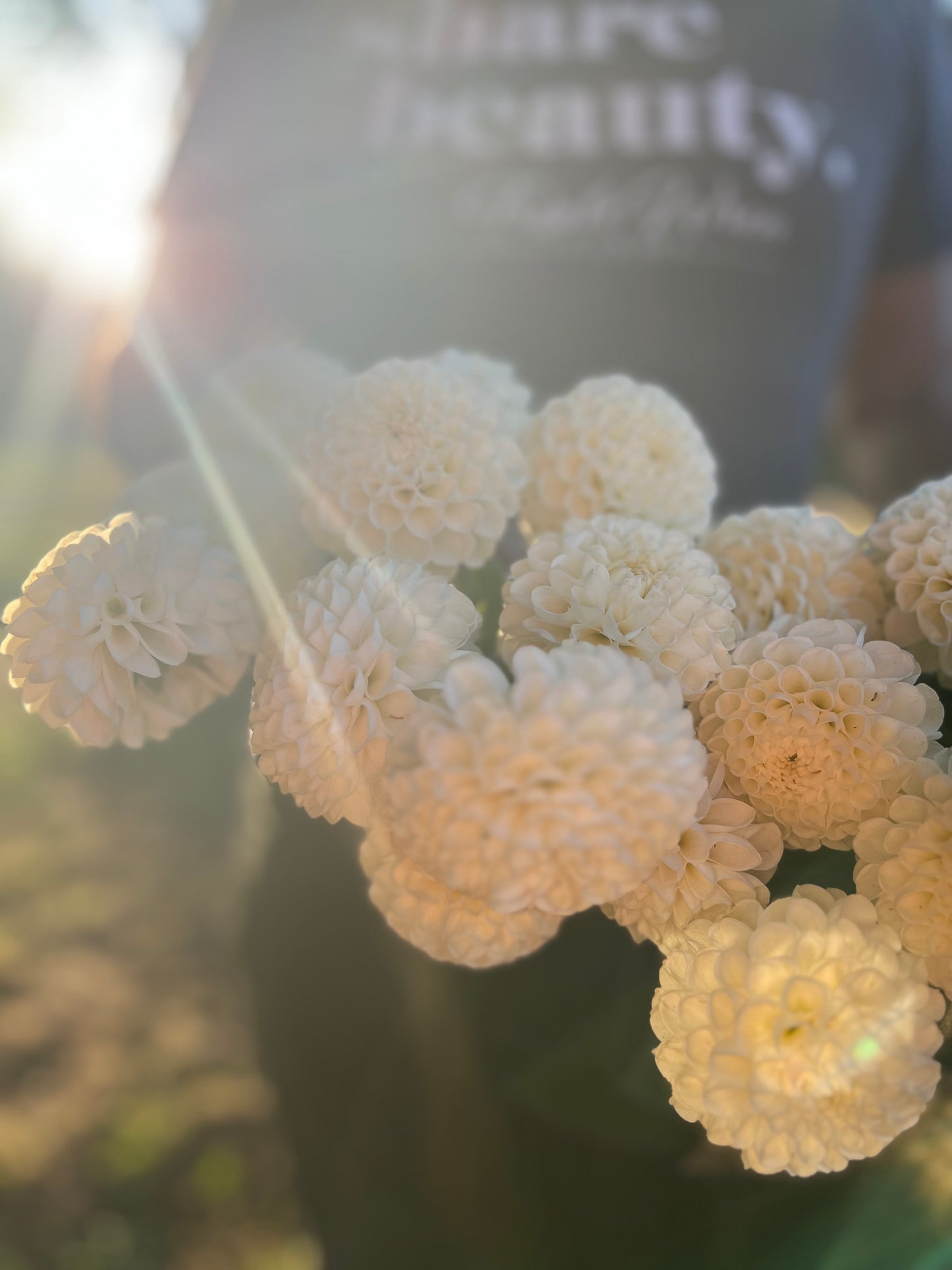 l'Ancresse Dahlia Tuber