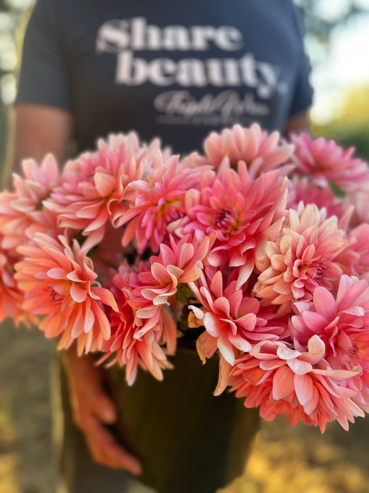 Peach and Blush and White and Pink Gerrie Hoek Dahlia Tuber from Triple Wren Farms