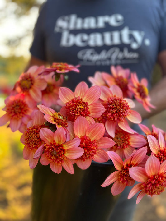 Totally Tangerine Dahlia Tuber
