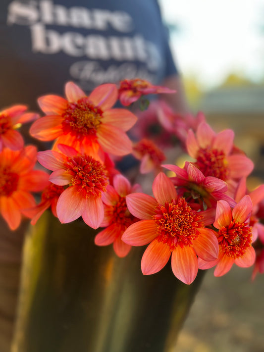 Totally Tangerine Dahlia Tuber