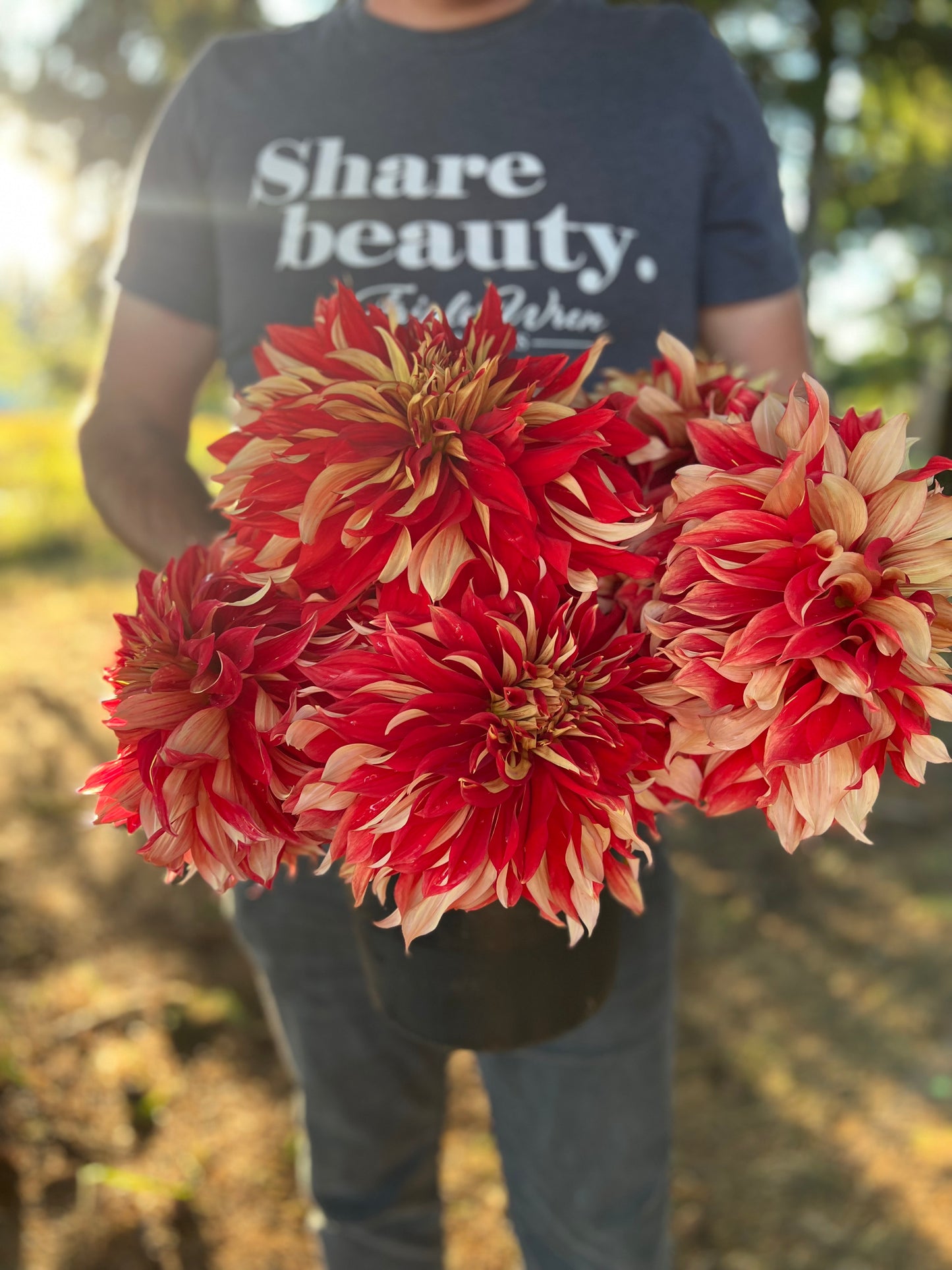 Nick Sr. Dahlia Tuber