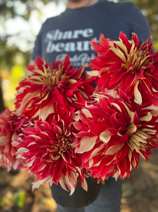 Red and Light Yellow and Caramel and Scarlet Nick Sr. Dahlia Tubers from Triple Wren Farms