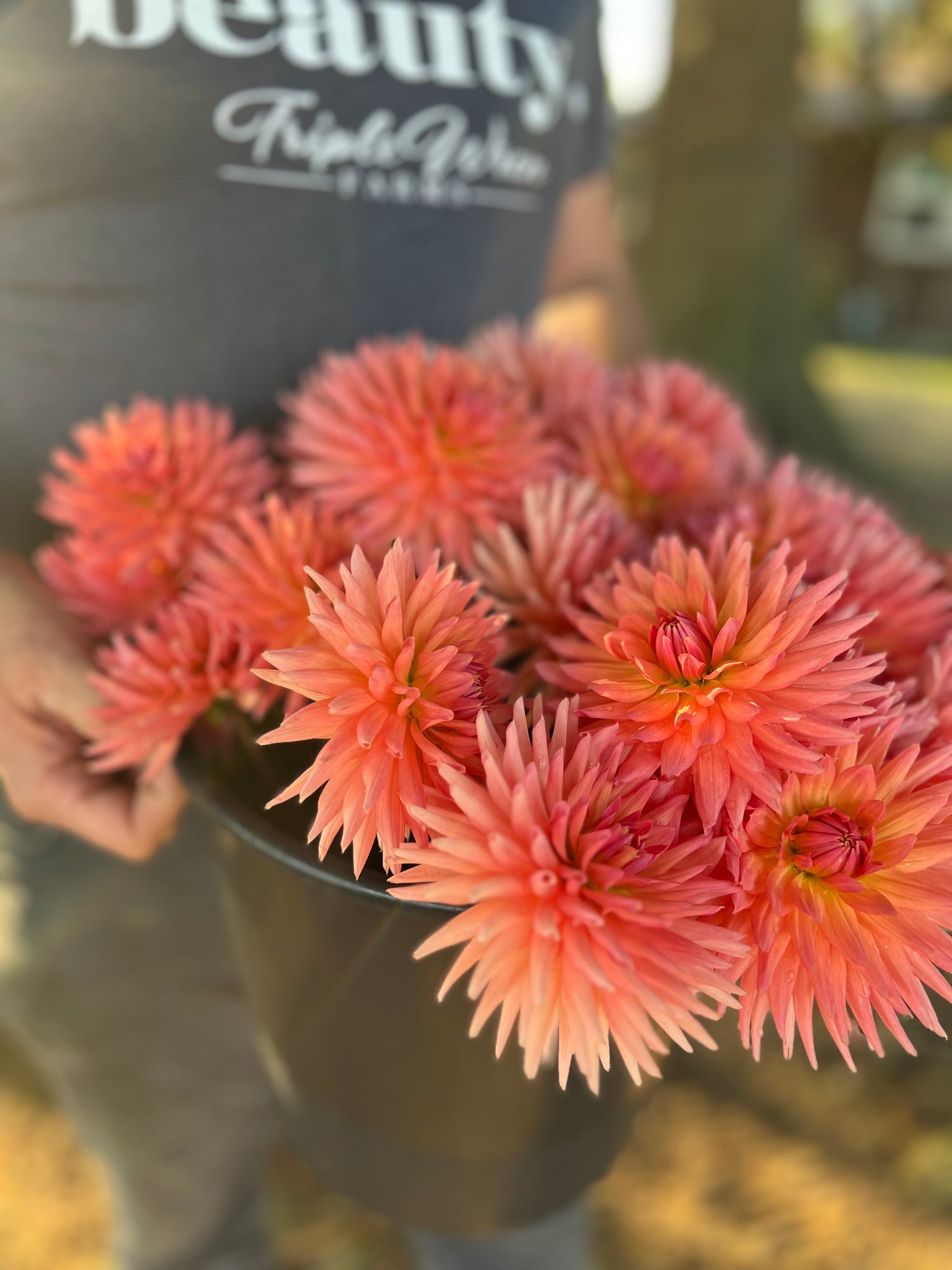 Salmon and Peach and Coral and Pink and Pale Yellow and Light Yellow dahlia tubers Bloomquist Career from Triple Wren Farms