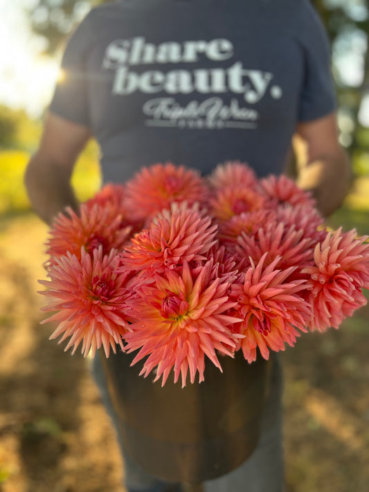 Bloomquist Career dahlia tubers from Triple Wren Farms