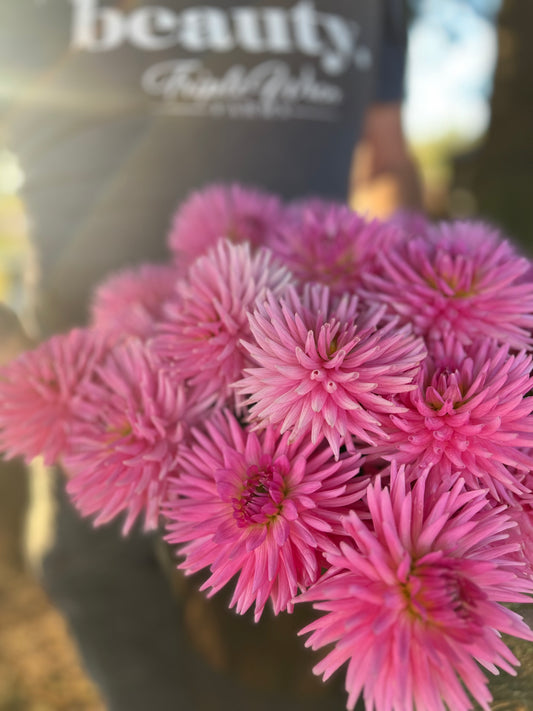 Pink and Blush and Pale Pink and Magenta KA's Bo Peep Dahlia Tuber from Triple Wren Farms