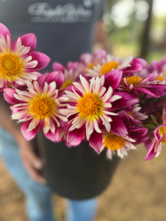 Pink and White and Cream and Plum and Purple dahlia tuber Bloomquist Catalina from Triple Wren Farms