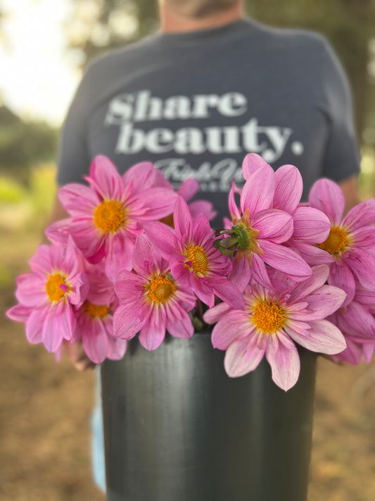 Pink and Pale pink and Light Pink and Fuchsia and white dahlia tubers Bloomquist Fruity Drink from Triple Wren Farms