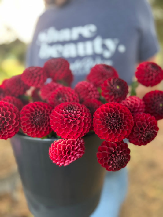 Bloomquist Crave dahlia tubers from Triple Wren Farms