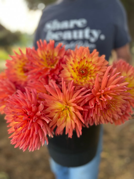 Bloomquist Karen G dahlia tubers from Triple Wren Farms