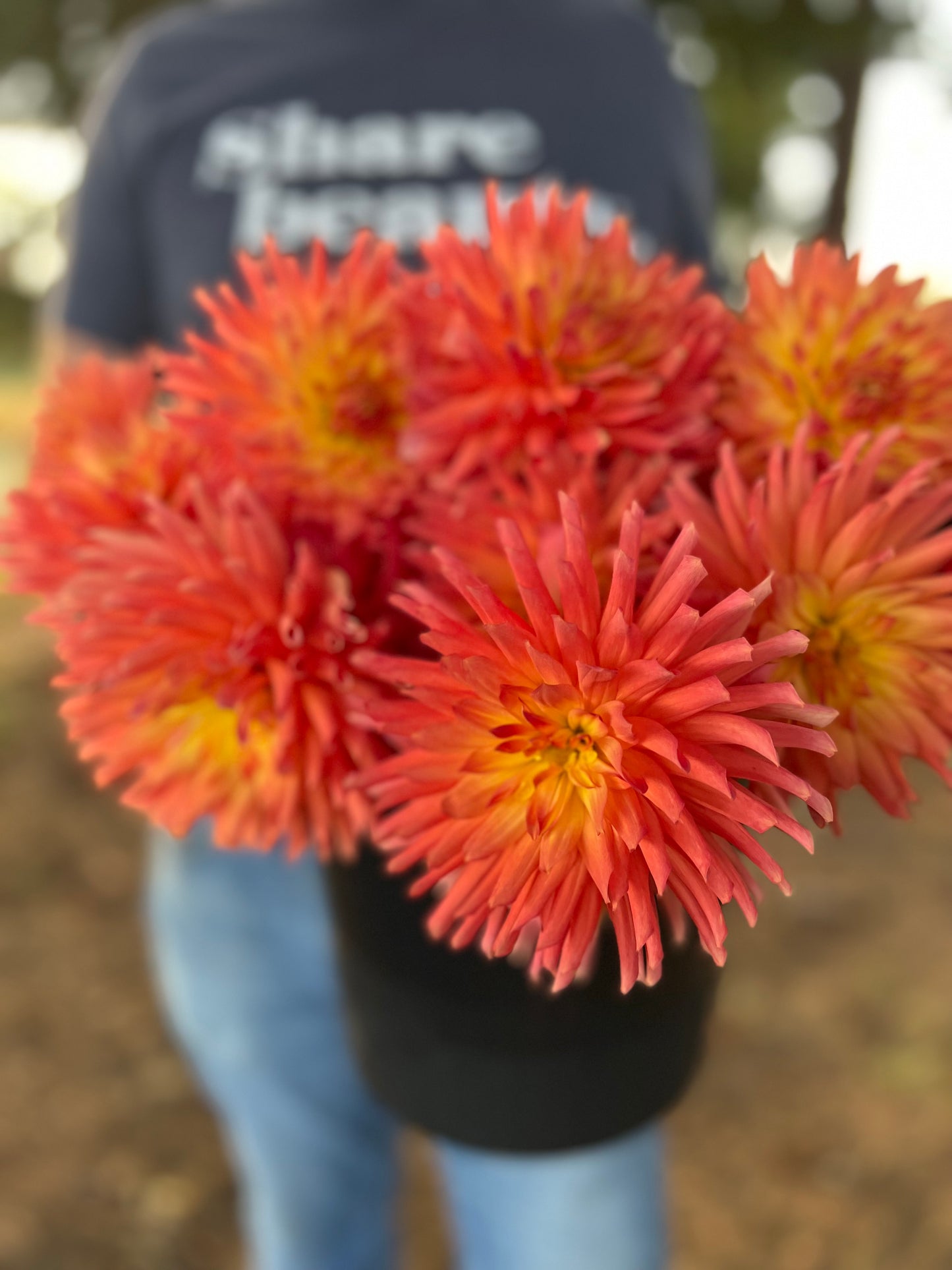 Bloomquist Karen G Dahlia Tuber