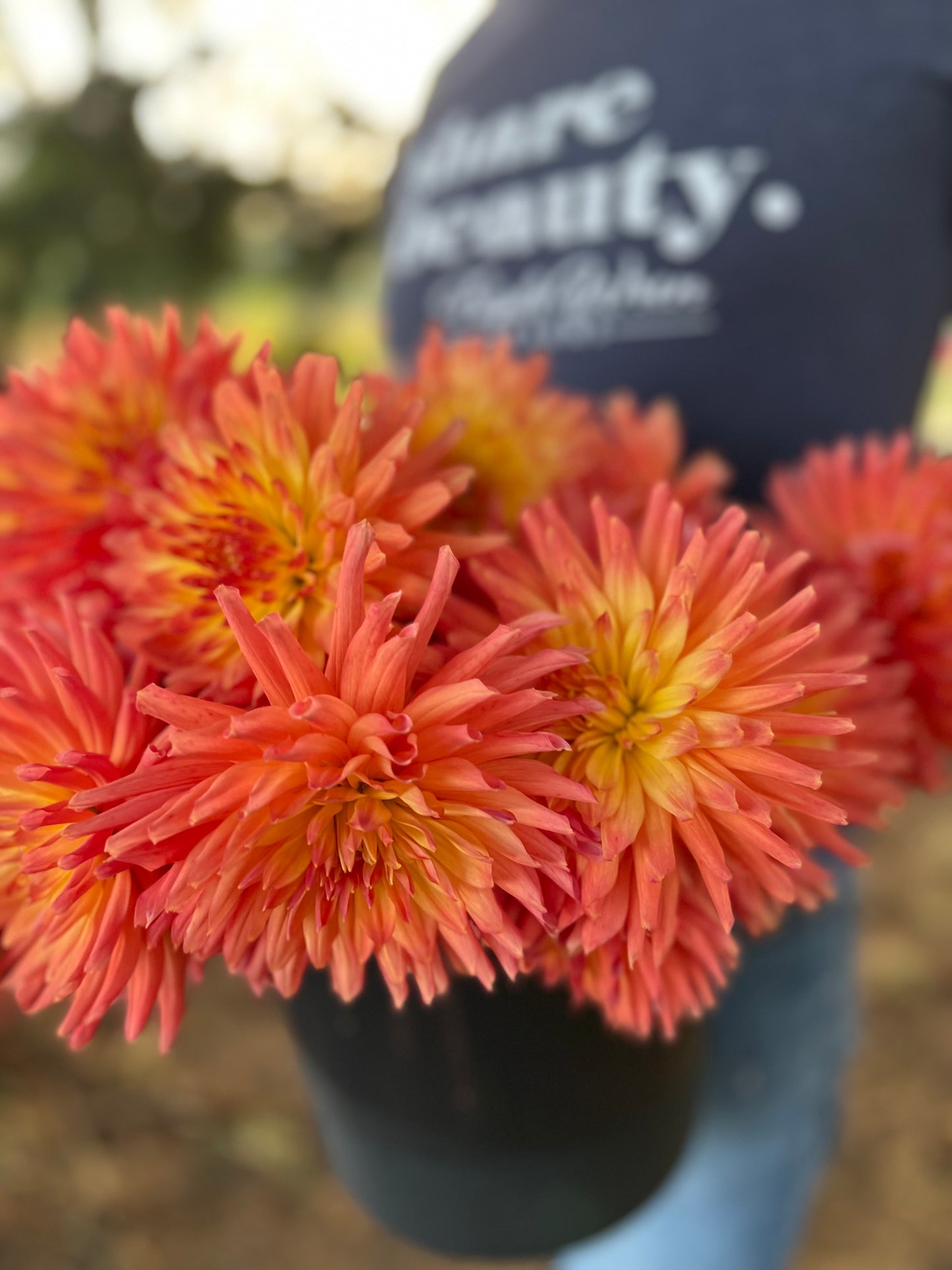 Bloomquist Karen G Dahlia Tuber