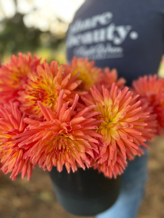 Orange and peach and yellow Bloomquist Karen G dahlia tubers from Triple Wren Farms