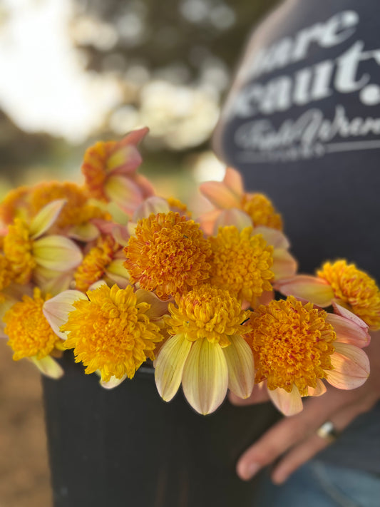 Golden and Yellow and Honey and Coral tipped and light Yellow dahlia tubers Bloomquist Golden from Triple Wren Farms