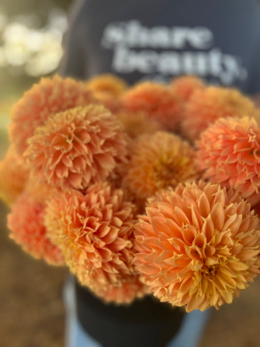 Orange and yellow and honey Bloomquist Sue Dahlia Tubers from Triple Wren Farms