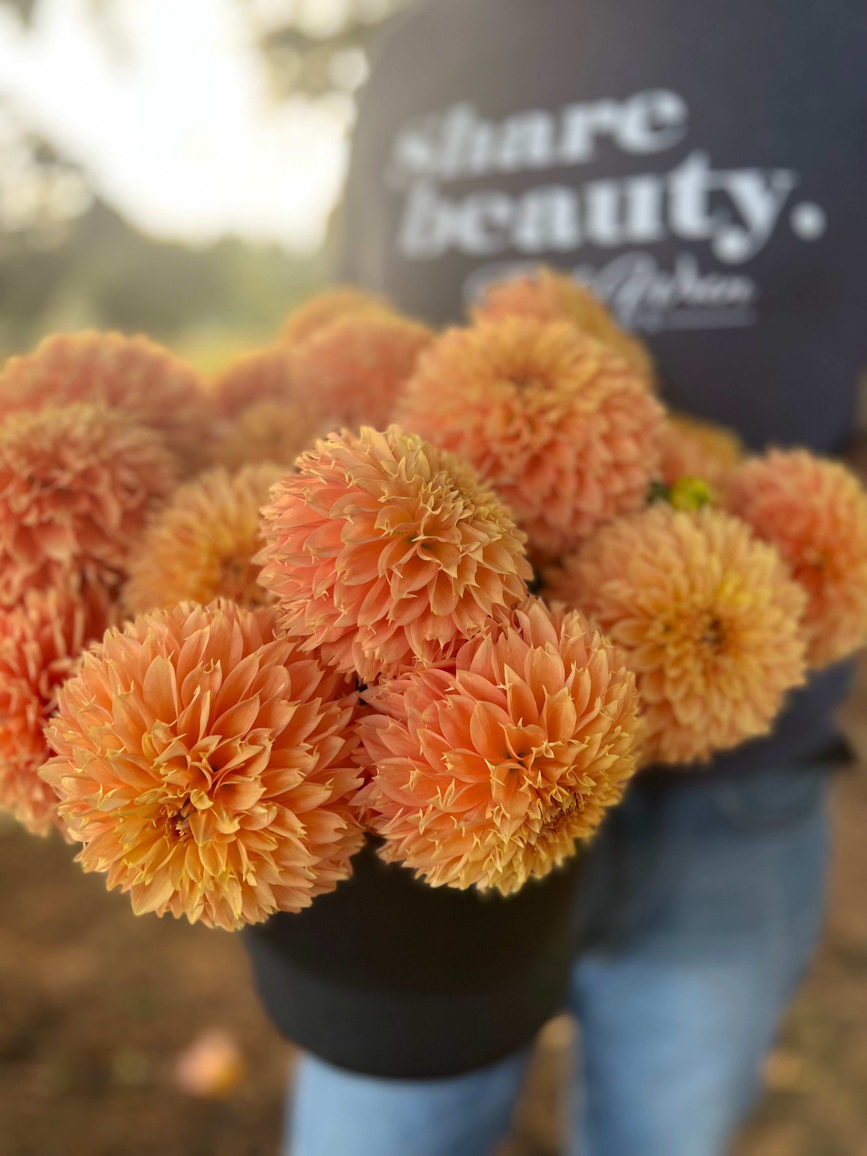 Bloomquist Sue Dahlia Tuber – Triple Wren Farms