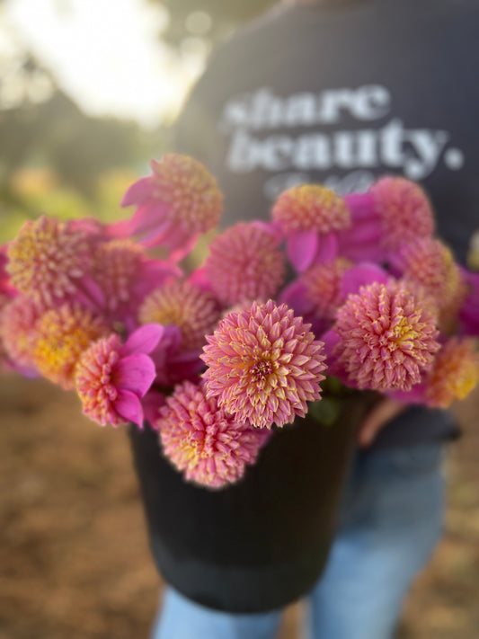 Pink and coral and Purple and light pink dahlia tubers Bloomquist Ginnie from Triple Wren Farms