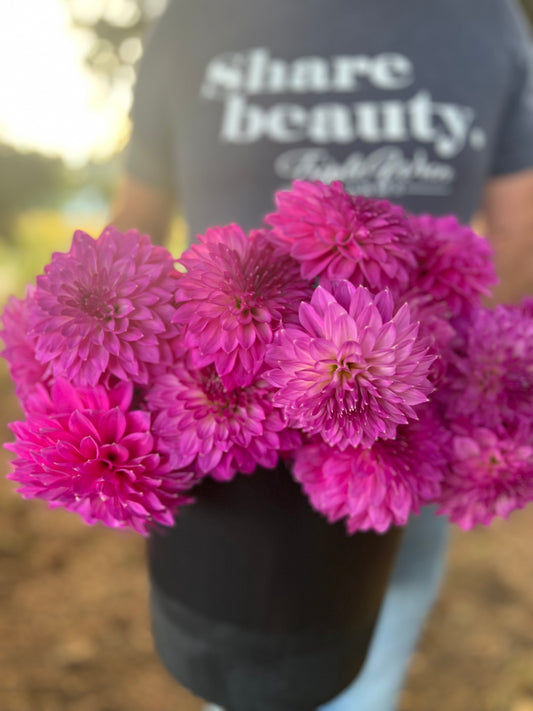 Bloomquist Clear Delight dahlia tubers from Triple Wren Farms