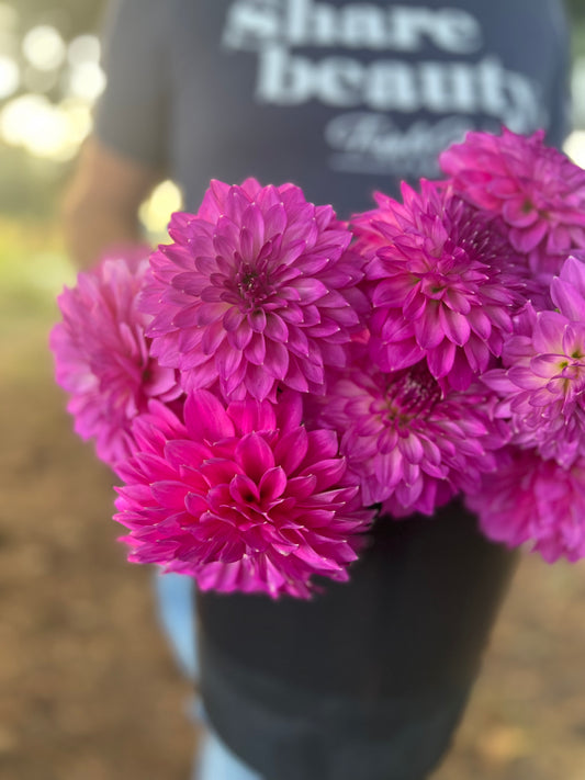 Magenta and Pink and Fuchsia dahlia tubers Bloomquist Clear Delight from Triple Wren Farms