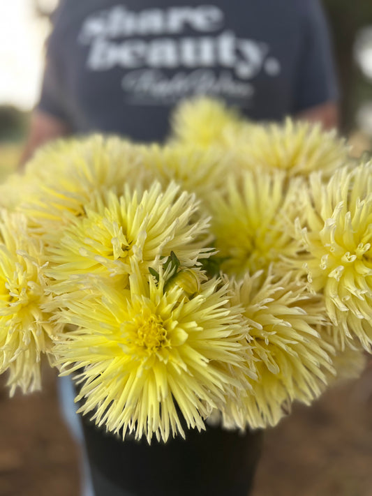 Yellow and Light Yellow and pale Yellow Bloomquist Lace dahlia tubers from Triple Wren Farms