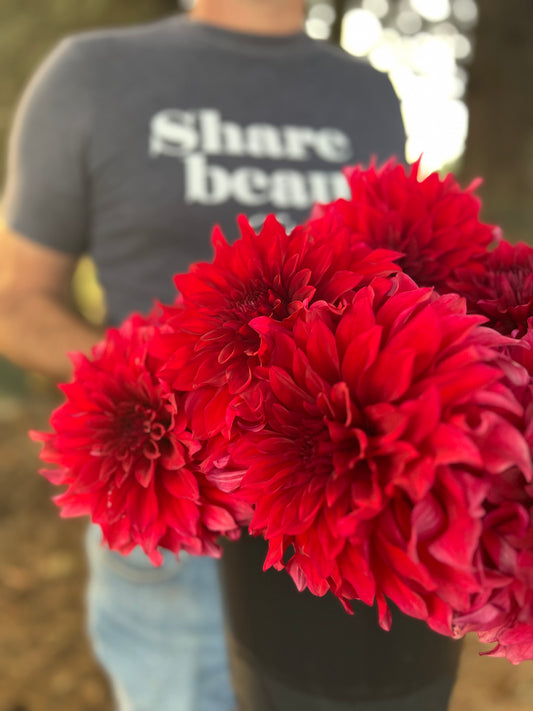 Red and Scarlet and Carmine red Bloomquist Jana dahlia tubers from Triple Wren Farms