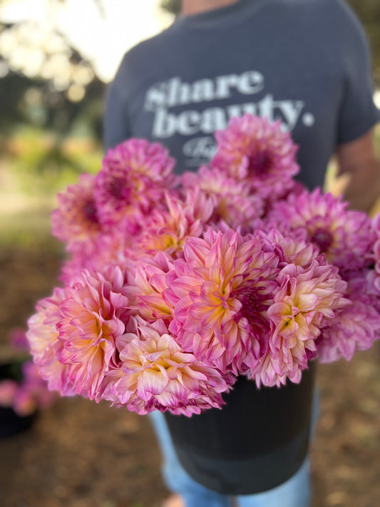 Bloomquist Cool dahlia tubers from Triple Wren Farms