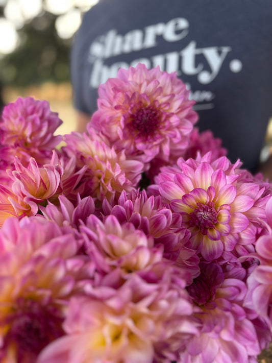 Raspberry and Pink and Plum and Purple and White and Light Yellow dahlia tubers Bloomquist Cool from Triple Wren Farms